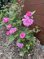 IMG_0386.JPEG