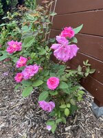 IMG_0386.JPEG