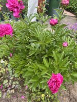 IMG_0387.JPEG
