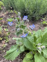IMG_0388.JPEG