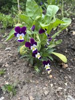 IMG_0389.JPEG
