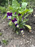 IMG_0389.JPEG