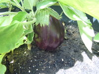 Aubergine 17.06 (1).JPG
