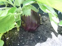 Aubergine 17.06 (1).webp