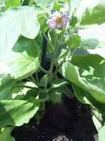 Aubergine 17.06 (2).webp