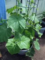 Gurken 17.06 (1).webp