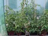 Tomatenhaus 17.06 (1).webp