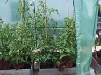 Tomatenhaus 17.06 (2).webp