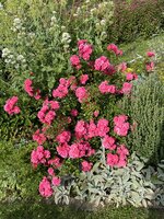 IMG_8851.jpeg
