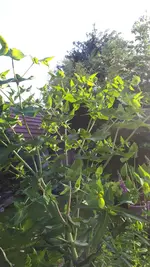20250613_193048.webp