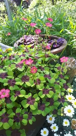 20250615_104329.webp