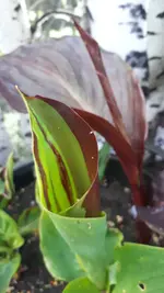 20250616_194218.webp