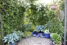 Rosenlaube    0325.webp
