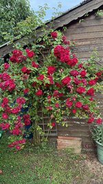 IMG_4713.jpeg