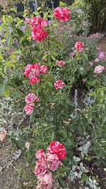 IMG_4711.jpeg