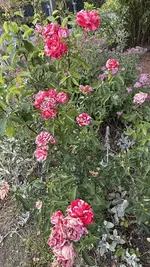IMG_4711.jpeg