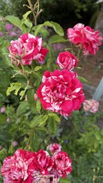 IMG_4709.jpeg