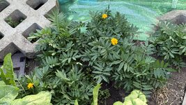 IMG_4707.jpeg