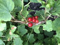 IMG_1660.jpeg