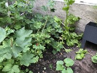 IMG_1665.jpeg