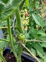 Tomate1.jpg