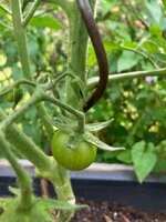 Tomate2.jpg