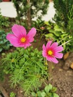 IMG_20250617_082453.jpg