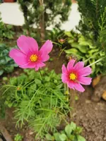 IMG_20250617_082453.webp
