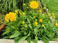 IMG_20250617_082651.webp