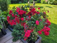 20250618_094853.jpg