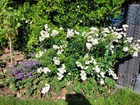 20250618_094827.jpg
