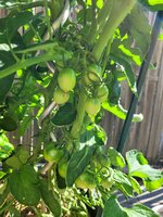20250618_095318.jpg