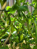 20250618_095636.jpg