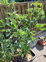 20250618_095907.jpg