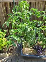 20250618_095951.jpg