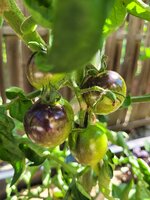 20250618_095957.jpg