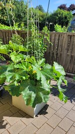 20250618_095036.jpg