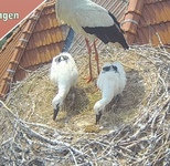 Screenshot_20250618_111357_Samsung Internet.webp