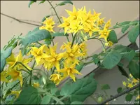 c044.webp