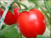 c045.webp
