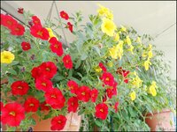 c049.jpg