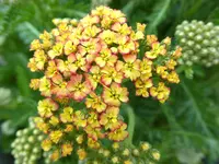057.webp