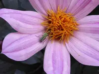 002.webp