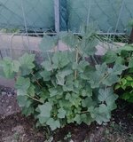 IMG_20250618_192030.jpg