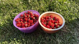 IMG_4717.jpeg