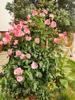 IMG_20250617_082725.jpg