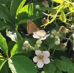 IMG_20250617_161728.jpg
