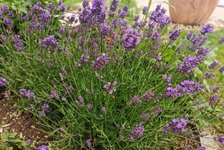 IMG_20250617_082542.jpg