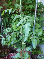 P1080492rote chinesische Coctailtomate.JPG