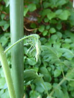 P1080493rote chinesische Coctailtomate.JPG